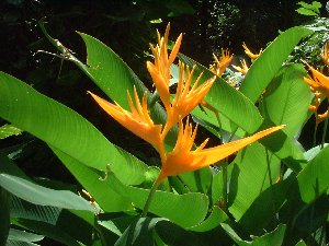 Heliconia flower
