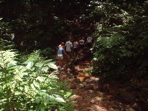 walking in the rainforest