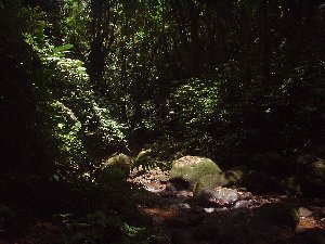 the rainforest 